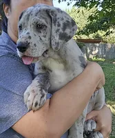 Scully, a female Great Dane for sale in Buena, NJ – 3 of 10
