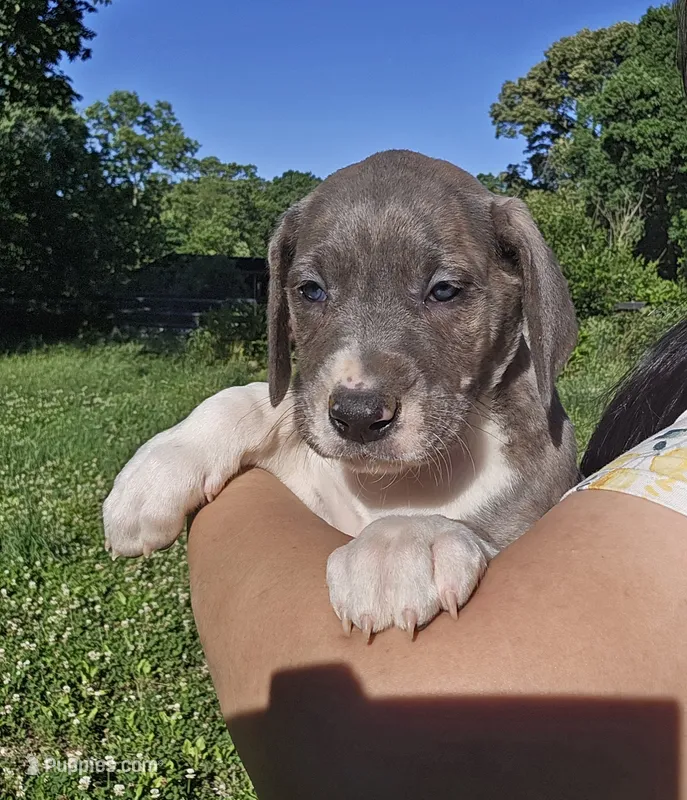 Buffy – Great Dane puppy for sale in Buena, NJ