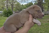 Knight, a male Great Dane for sale in Buena, NJ – 2 of 5