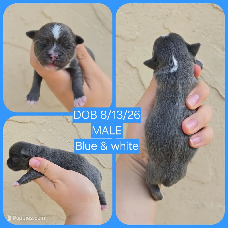 Bluey – Chihuahua puppy for sale in Buena, NJ