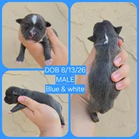 Bluey, a male Chihuahua for sale in Buena, NJ – 1 of 6