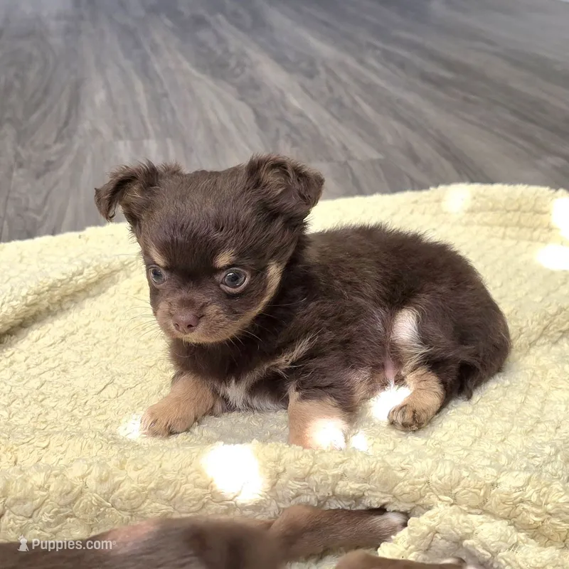 Reeses – Chihuahua puppy for sale in Buena, NJ