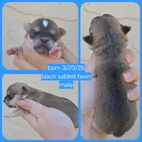 Sable m, a male Chihuahua for sale in Buena, NJ – 6 of 6