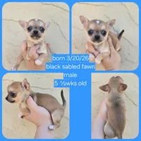 Sable m, a male Chihuahua for sale in Buena, NJ – 4 of 6