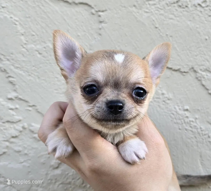 Sable m – Chihuahua puppy for sale in Buena, NJ