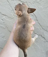 Sable m, a male Chihuahua for sale in Buena, NJ – 3 of 6