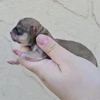 Sable m, a male Chihuahua for sale in Buena, NJ – Photo 2 of 3