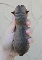 Sable m, a male Chihuahua for sale in Buena, NJ – Photo 3 of 3