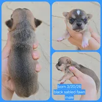 Sable m, a male Chihuahua for sale in Buena, NJ – 5 of 6