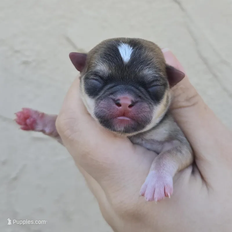 Sable m – Chihuahua puppy for sale in Buena, NJ