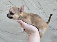 Sable m, a male Chihuahua for sale in Buena, NJ – 2 of 6