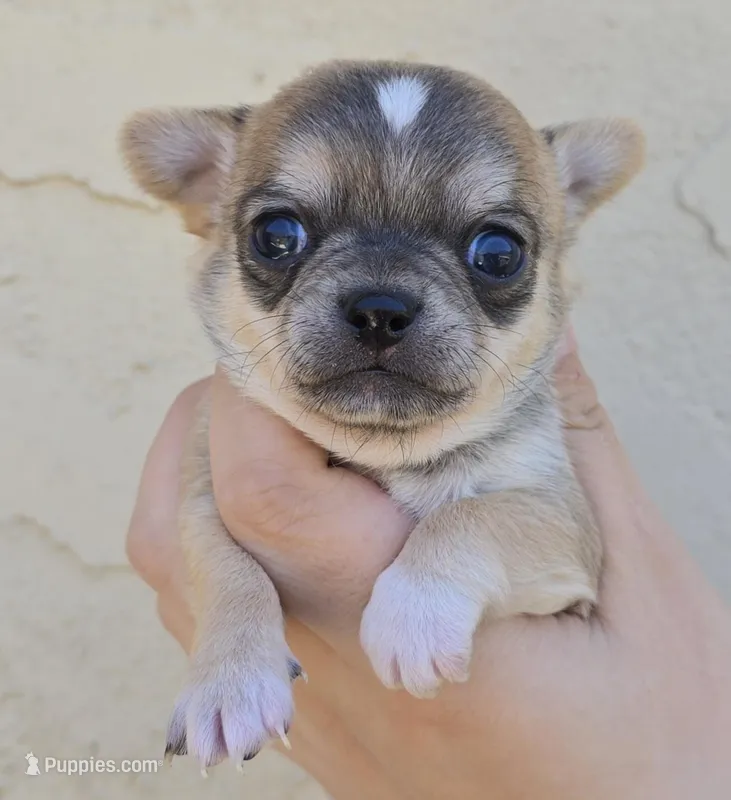 Sable m – Chihuahua puppy for sale in Buena, NJ