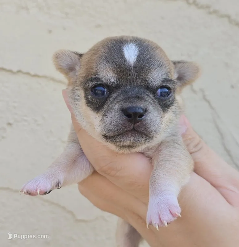 Sable m – Chihuahua puppy for sale in Buena, NJ