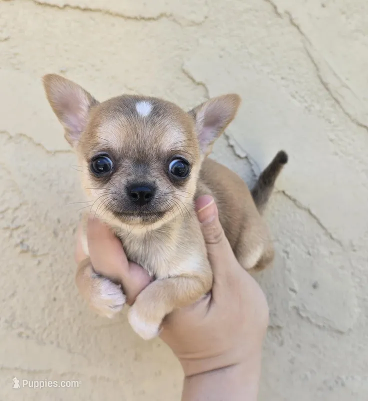 Sable m – Chihuahua puppy for sale in Buena, NJ