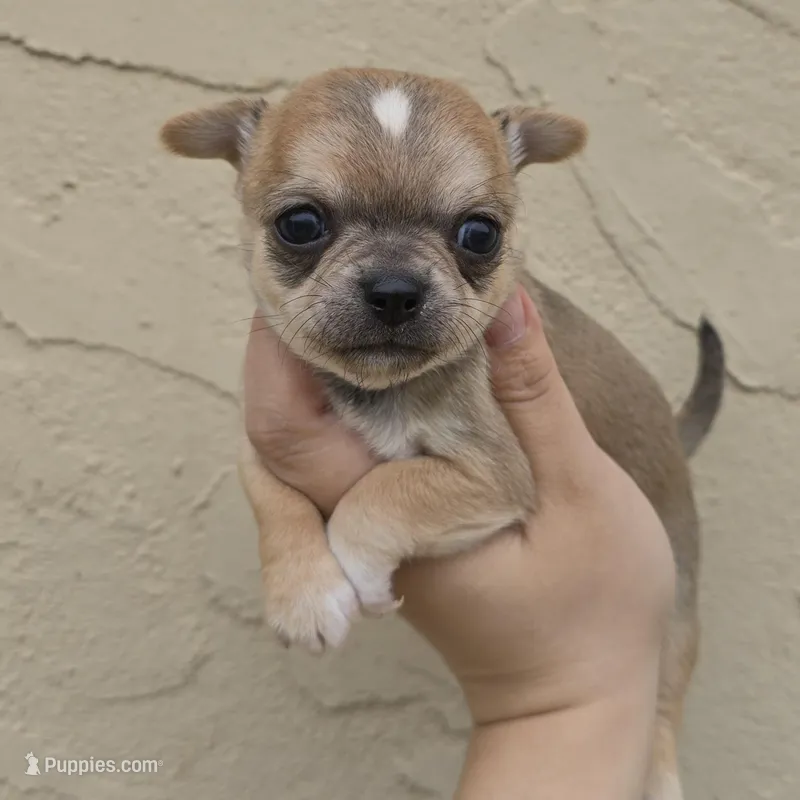 Sable m – Chihuahua puppy for sale in Buena, NJ