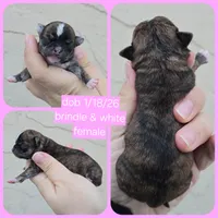 Brindle, a female Chihuahua for sale in Buena, NJ – Photo 5 of 6