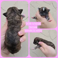 Brindle, a female Chihuahua for sale in Buena, NJ – Photo 6 of 6