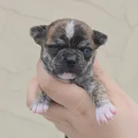 Brindle, a female Chihuahua for sale in Buena, NJ – Photo 1 of 6