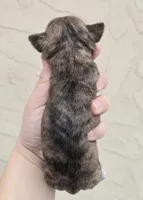 Brindle, a female Chihuahua for sale in Buena, NJ – Photo 3 of 6