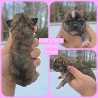 Brindle, a female Chihuahua for sale in Buena, NJ – Photo 4 of 6