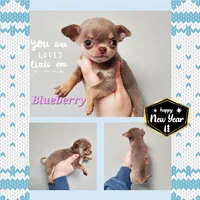 Blue berri, a female Chihuahua for sale in Buena, NJ – Photo 5 of 5