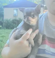 Blue berri, a female Chihuahua for sale in Buena, NJ – Photo 1 of 5
