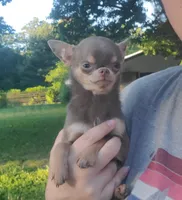 Blue berri, a female Chihuahua for sale in Buena, NJ – Photo 2 of 5