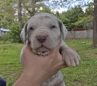 Bosco, a male Great Dane for sale in Buena, NJ – 1 of 5