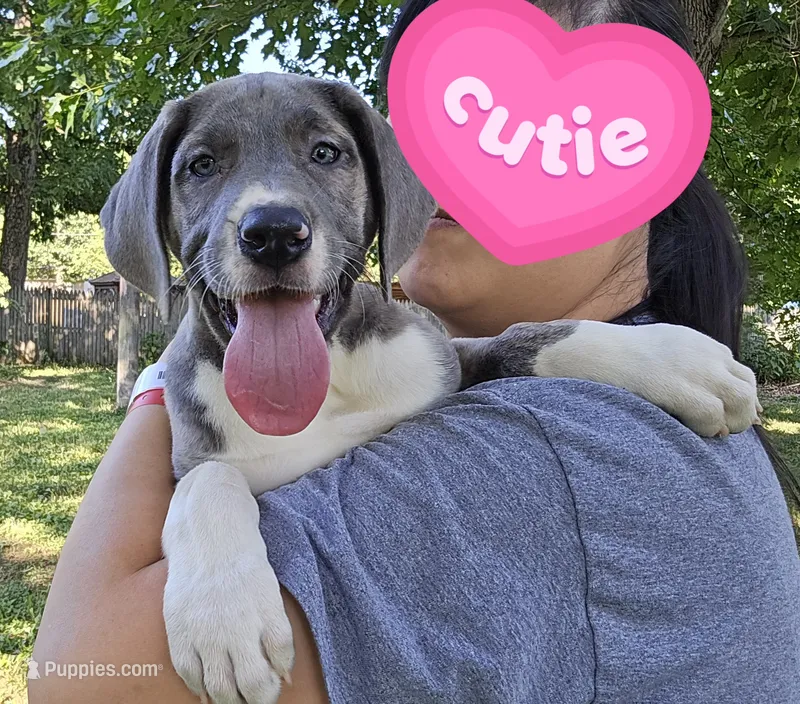 Buffy – Great Dane puppy for sale in Buena, NJ