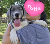 Buffy, a female Great Dane for sale in Buena, NJ – 1 of 10