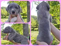 Buffy, a female Great Dane for sale in Buena, NJ – 8 of 10