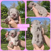 Lady Jaye, a female Great Dane for sale in Buena, NJ – 5 of 6