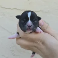 Black, a male Chihuahua for sale in Buena, NJ – 1 of 4
