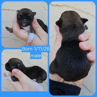 Boy, a male Chihuahua for sale in Buena, NJ – Photo 4 of 5