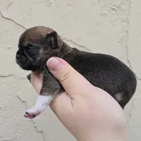 Boy, a male Chihuahua for sale in Buena, NJ – Photo 3 of 5