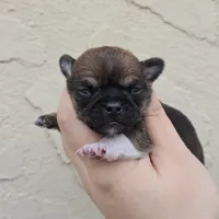 Boy, a male Chihuahua for sale in Buena, NJ – Photo 1 of 5