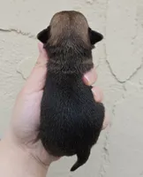 Boy, a male Chihuahua for sale in Buena, NJ – Photo 2 of 5