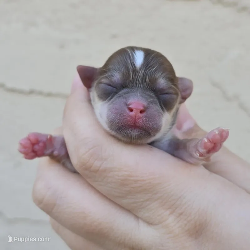 Sable f – Chihuahua puppy for sale in Buena, NJ