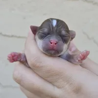 Sable f, a female Chihuahua for sale in Buena, NJ – Photo 1 of 3