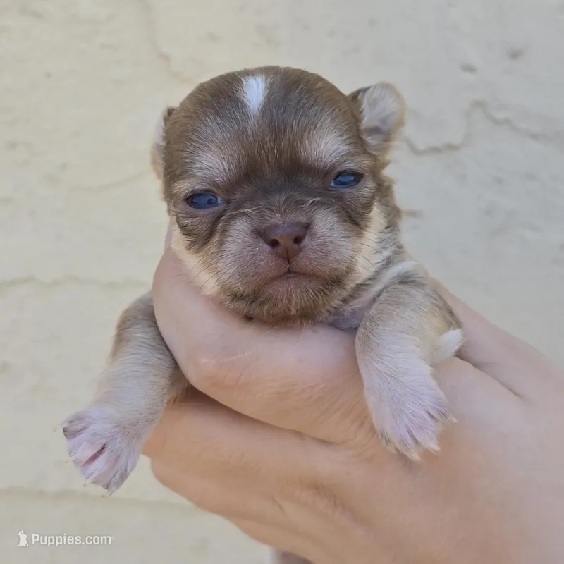 Sable f – Chihuahua puppy for sale in Buena, NJ
