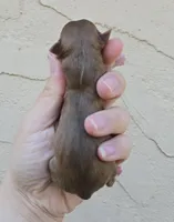 Sable f, a female Chihuahua for sale in Buena, NJ – Photo 2 of 3