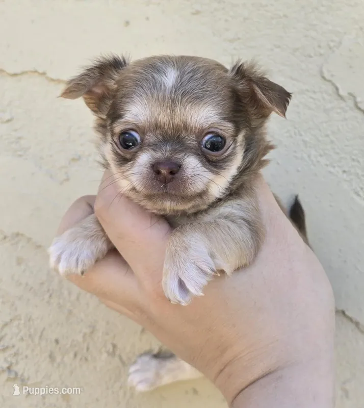 Sable f – Chihuahua puppy for sale in Buena, NJ