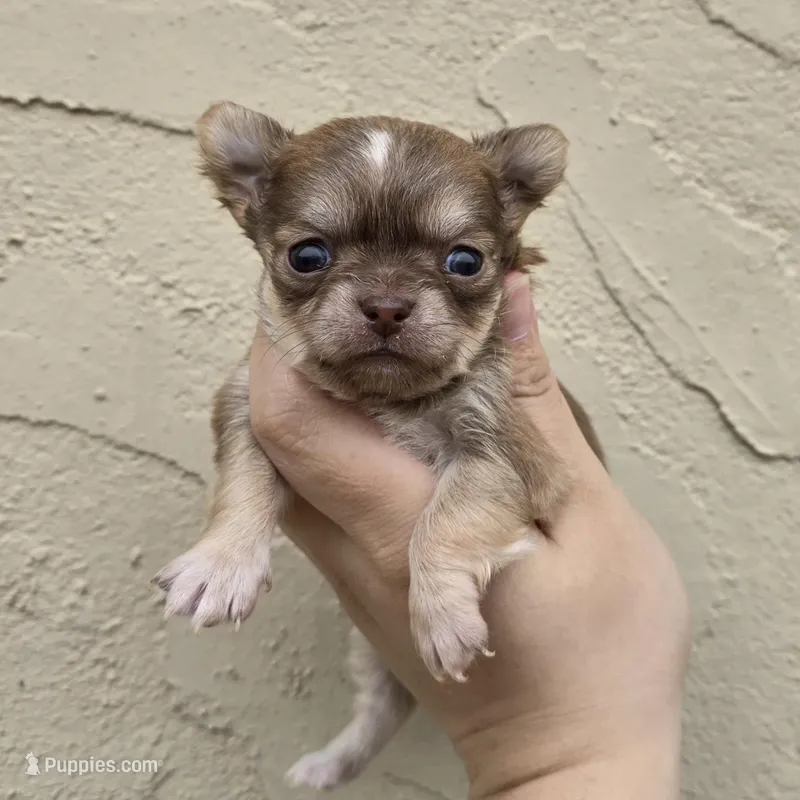 Sable f – Chihuahua puppy for sale in Buena, NJ