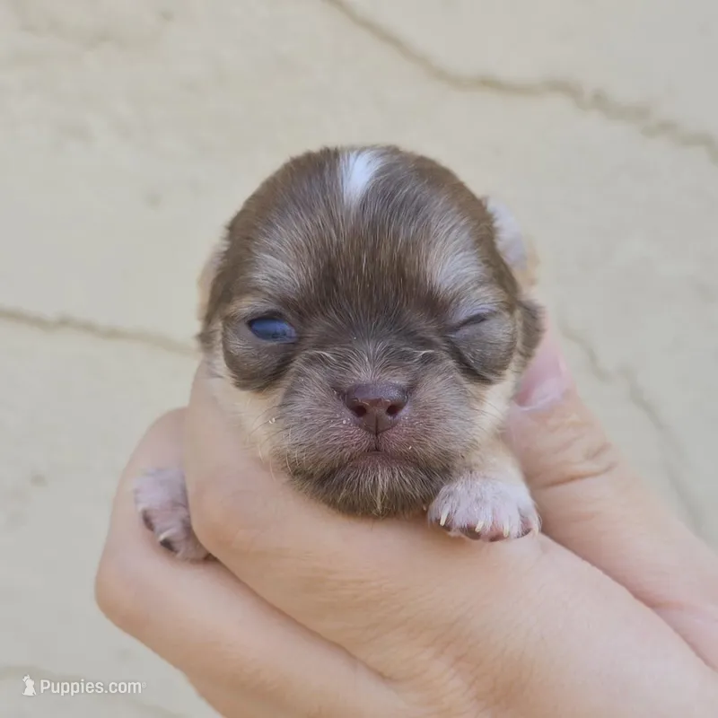 Sable f – Chihuahua puppy for sale in Buena, NJ