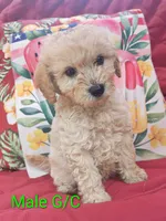 Schnoodle , a male Schnoodle for sale in Fayetteville, TN – 5 of 10