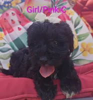 Schnoodle , a male Schnoodle for sale in Fayetteville, TN – 2 of 10