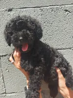 Schnoodle, a male Schnoodle for sale in Fayetteville, TN – 4 of 6