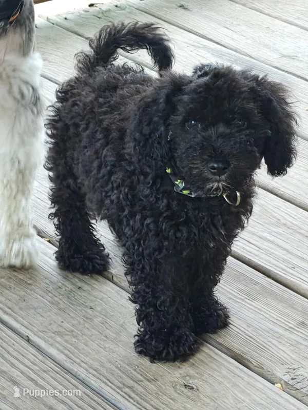 Schnoodle – Schnoodle puppy for sale in Fayetteville, TN