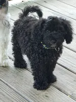 Schnoodle, a male Schnoodle for sale in Fayetteville, TN – 1 of 6