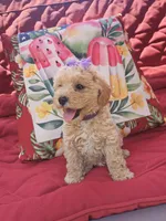 Schnoodle , a male Schnoodle for sale in Fayetteville, TN – 7 of 10